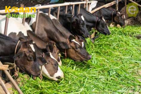 स्टार्ट-अप के कम लागत वाले हाइड्रोपोनिक इनोवेशन "कम्बाला" आईसीएआर-एनआईएनपी, बेंगलुरु के साथ ग्रीन चारा संकट का समाधान